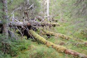 Bilden visar döda träd i en skog.