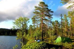 Kampar i skogen