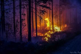 brand i skog