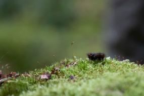 Biologisk mångfald i skogen