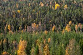 Forest with Deciduous trees