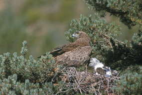 Fågel i sitt bo