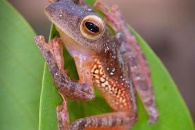 Biologisk mångfald i Indonesien