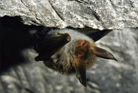 Bechsteins fladdermus i en grotta