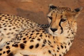 Gepard