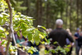 Människor som möts i skogen