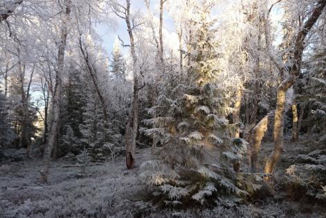 Vinterskog.