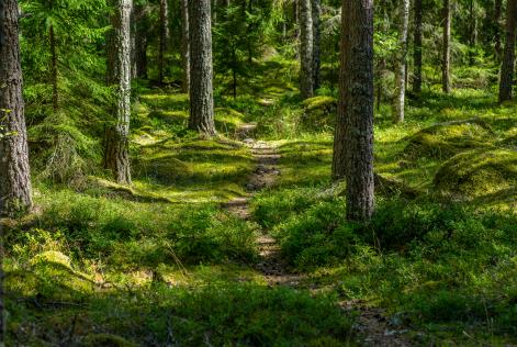 Stig genom skogen