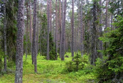 Skog