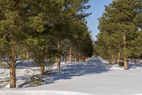 Planterad skog vintertid