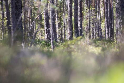 Skog i Småland