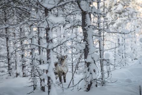 Reindeer