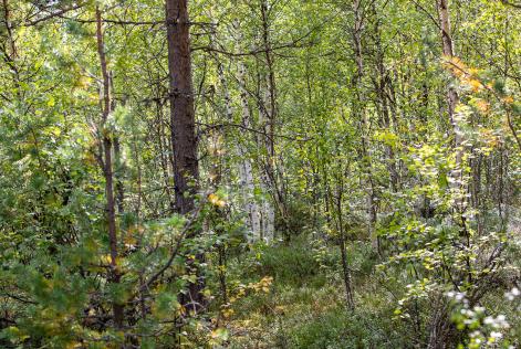 Skog