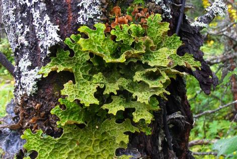 Lunglav (Lobaria pulmonaria)