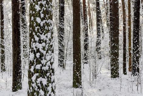 FSC:s bidrag för biologisk mångfald i de lettiska skogarna.