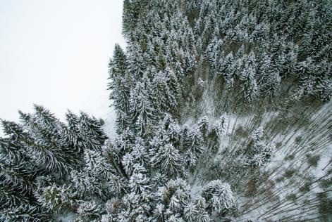 Var med och digitalisera FSC