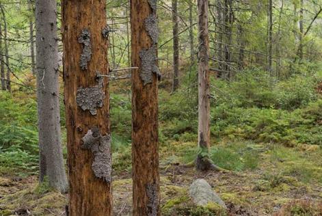 Granar angripna av granbarkborre