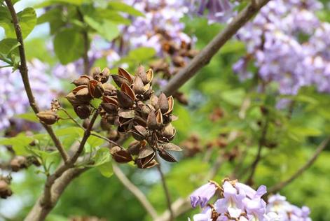 Paulownia