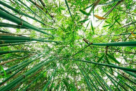 Bambu