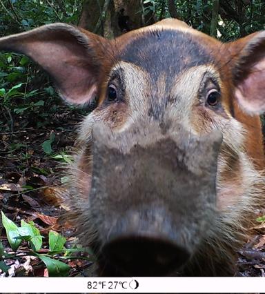 Foto som visar djur i tropisk skog
