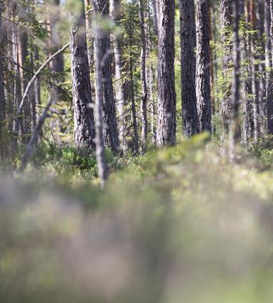 Skog i Småland