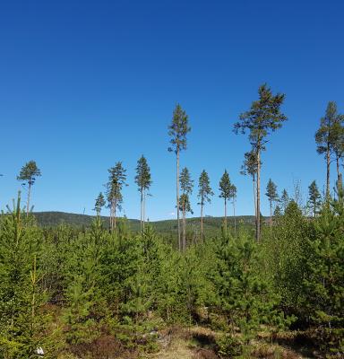 Ung skog