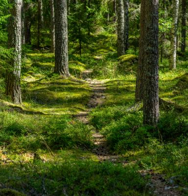 Stig genom skogen