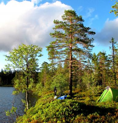 Kampar i skogen