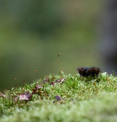 Biologisk mångfald i skogen