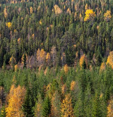 Forest with Deciduous trees