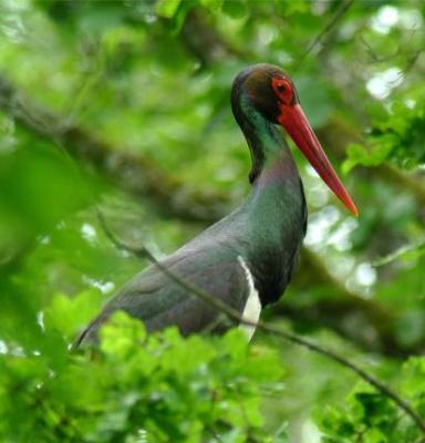 Svart stork i Plateau de Langres