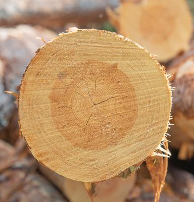 Logs