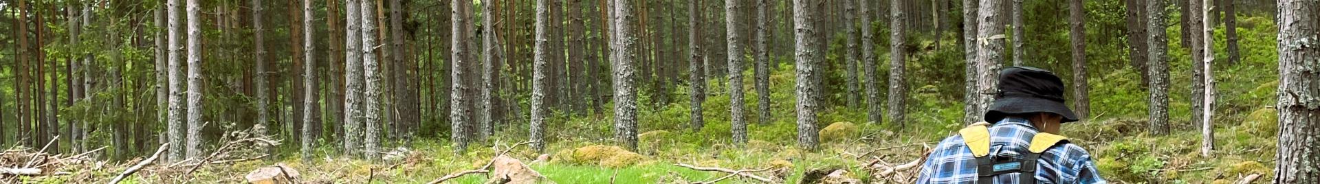 Skogsplantering