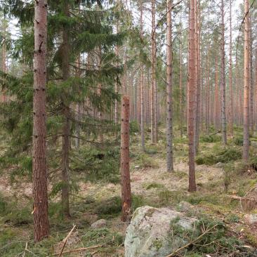 Högstubbe skapad vid avverkning.