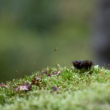Larv på stubbe i skogen