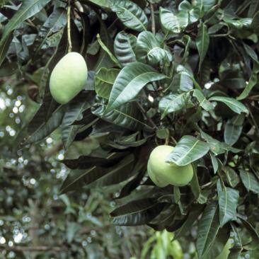 Mangifera