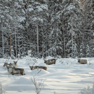 Samisk renskötsel i Jokkmokk