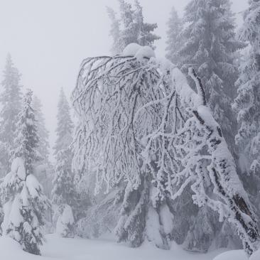 Skog i Norge