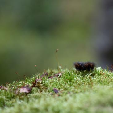 Biologisk mångfald i skogen