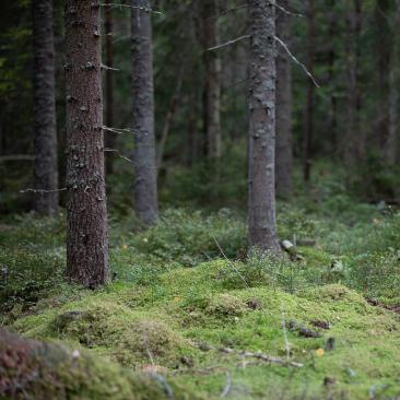 Boreal Forest in Sweden