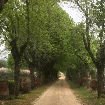 Träd längs en väg i Frankrike