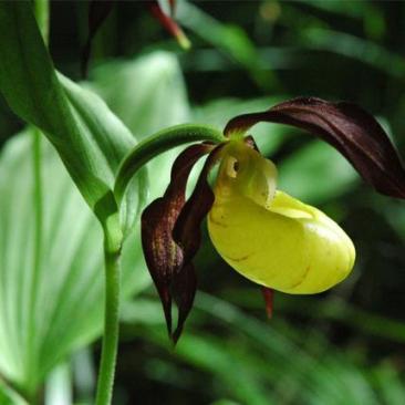 Orkidé i Plateau de Langres