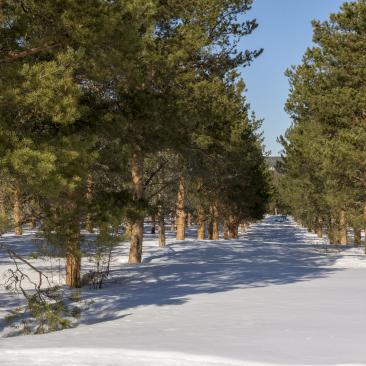 Planterad skog vintertid