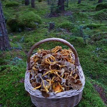 Korg med svamp