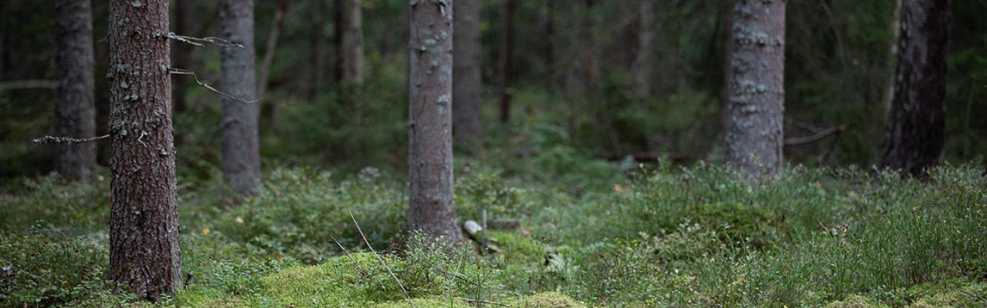 Swedish forest